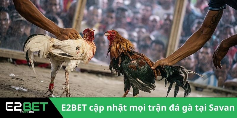 Đấu Trường Savan - Sức Hút Của Những Trận Chiến Kê Tại Lào Tại E2BET 4 E2BET cập nhật mọi trận đá gà tại Savan