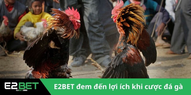 Đá Gà Cựa Dao Trực Tiếp | Trận Chiến Sinh Tử Kịch Tính Tại E2BET 3 E2BET đem đến lợi ích khi cược đá gà