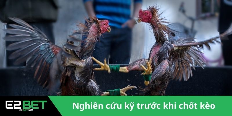 Đá Gà Cựa Sắt Thomo - Trận Chiến Rực Lửa Tại Đấu Trường Tại E2BET 4 Nghiên cứu kỹ trước khi chốt kèo