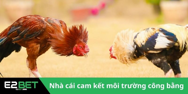 Đá Gà Cựa Sắt Thomo - Trận Chiến Rực Lửa Tại Đấu Trường Tại E2BET 3 Nhà cái cam kết công bằng trong mọi kết quả