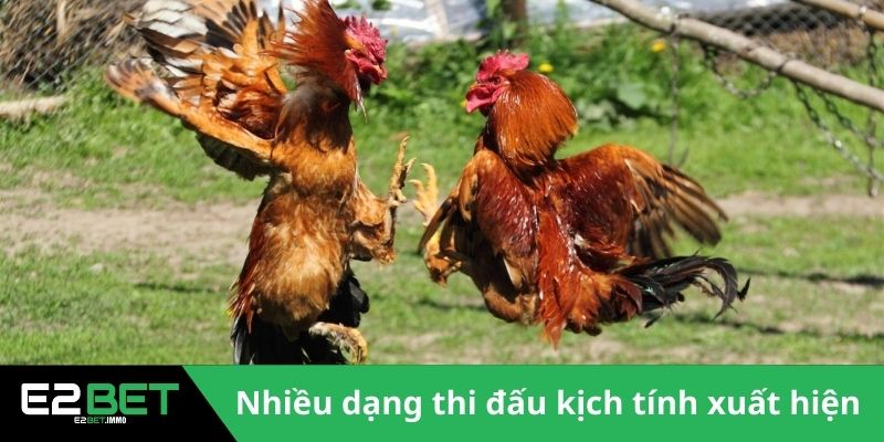 Đấu Trường Savan - Sức Hút Của Những Trận Chiến Kê Tại Lào Tại E2BET 3 Nhiều dạng thi đấu kịch tính xuất hiện