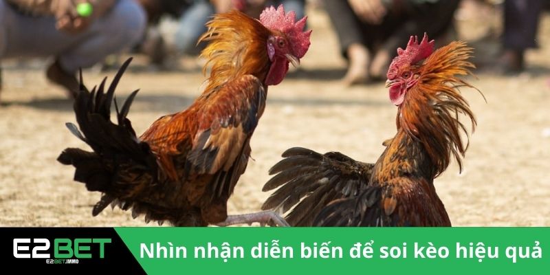 Đá Gà Cựa Dao Trực Tiếp | Trận Chiến Sinh Tử Kịch Tính Tại E2BET 4 Nhìn nhận diễn biến để soi kèo hiệu quả