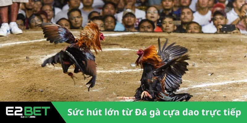 Đá Gà Cựa Dao Trực Tiếp | Trận Chiến Sinh Tử Kịch Tính Tại E2BET 2 Sức hút lớn từ Đá gà cựa dao trực tiếp