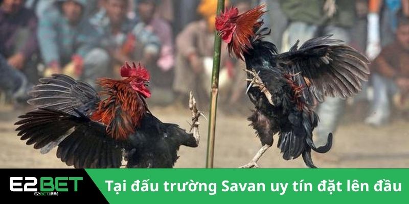 Đấu Trường Savan - Sức Hút Của Những Trận Chiến Kê Tại Lào Tại E2BET 2 Tại đấu trường Savan uy tín đặt lên đầu